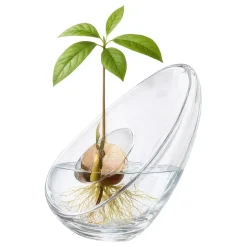 Avokadovase i glass