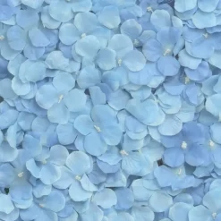 Backdrop Hortensia Blå