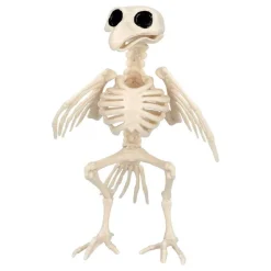 Dyreskjelett Fugl Rekvisitt