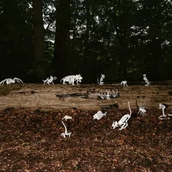 Dyreskjelett Slange Prop