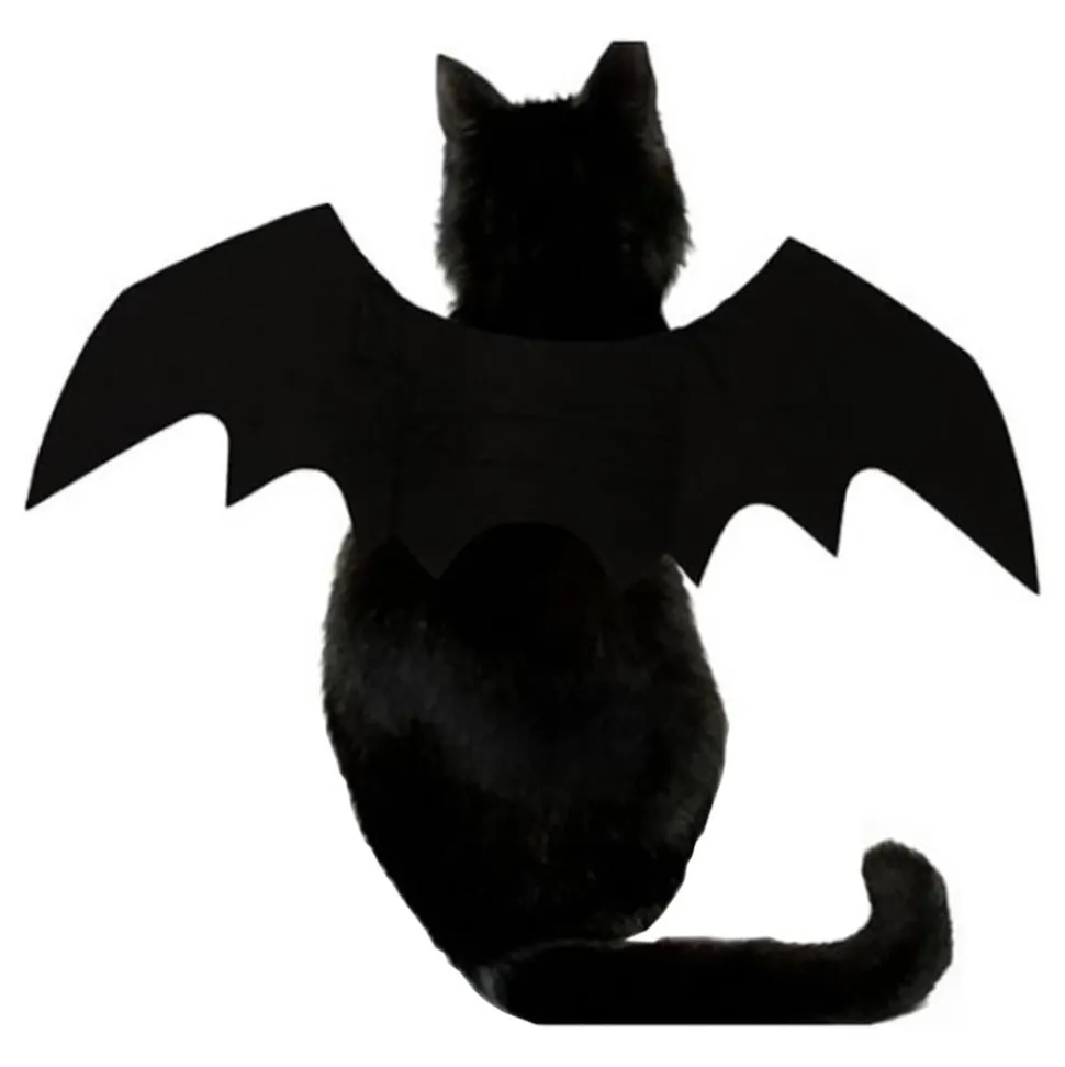 Flaggermusvinger til Katt