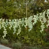 Girlander Grønne Blader Botanic
