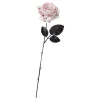 Hvit Rose med Blod