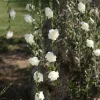 Rosegirlander Hvit